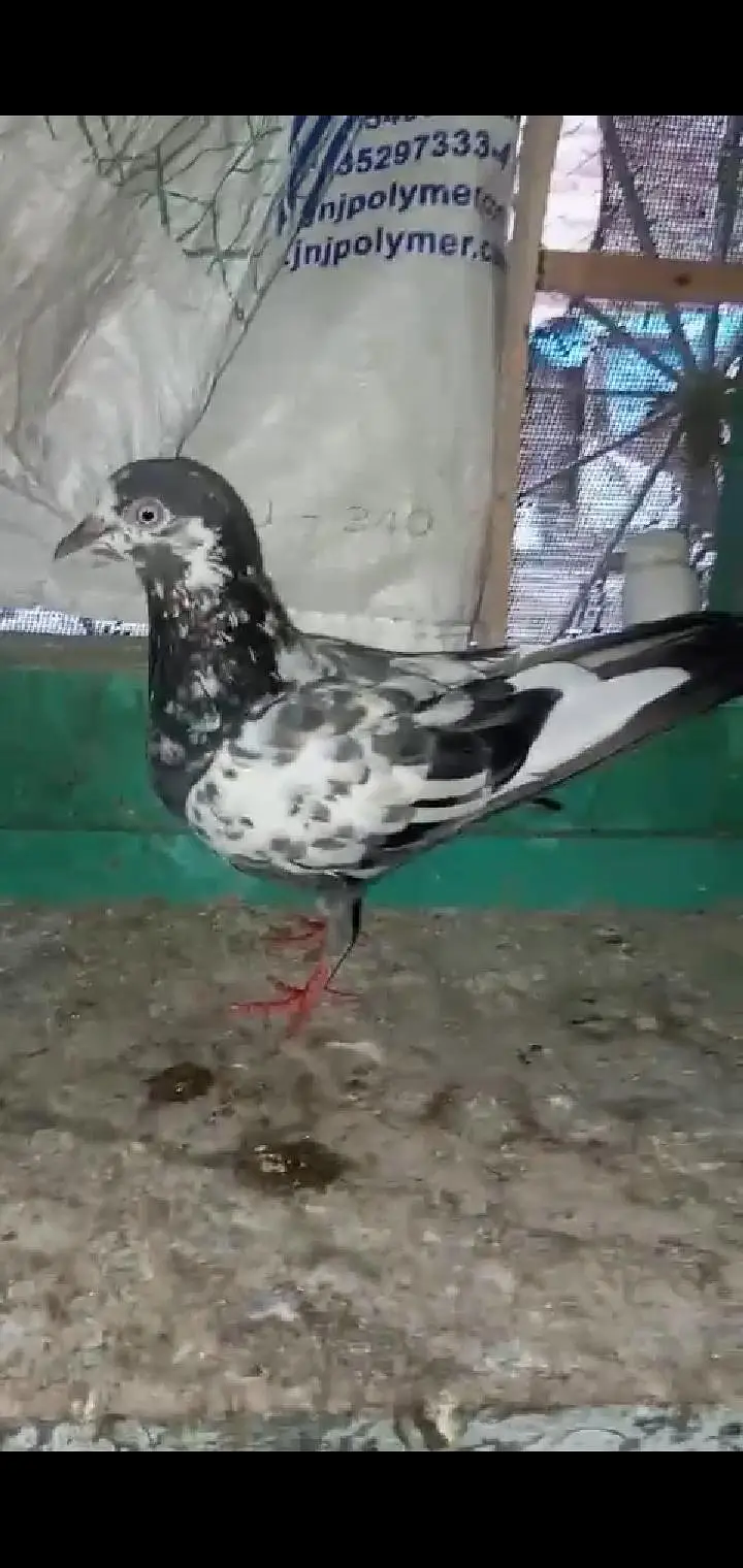 pigeon 4 sale — photo 4
