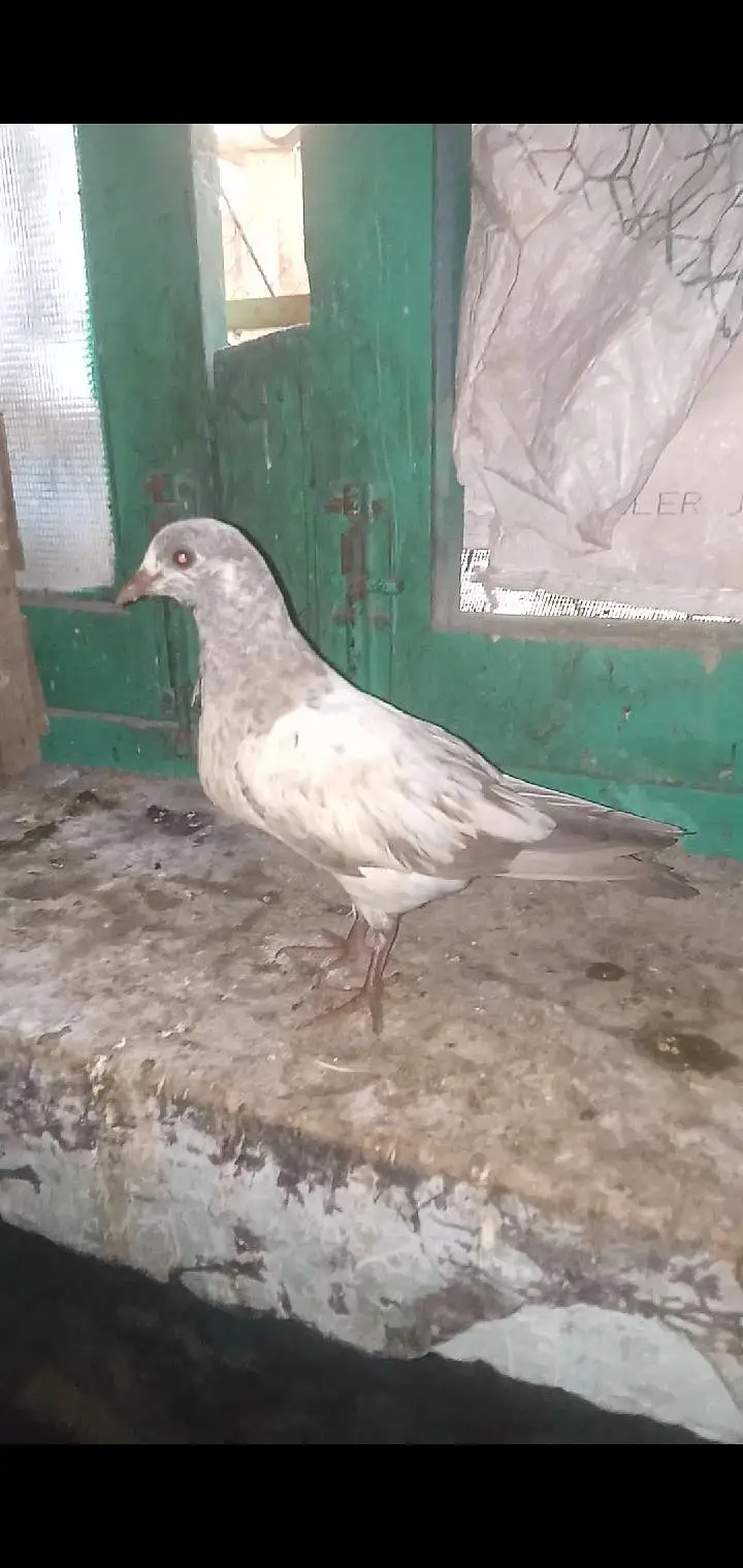 pigeon 4 sale — photo 5
