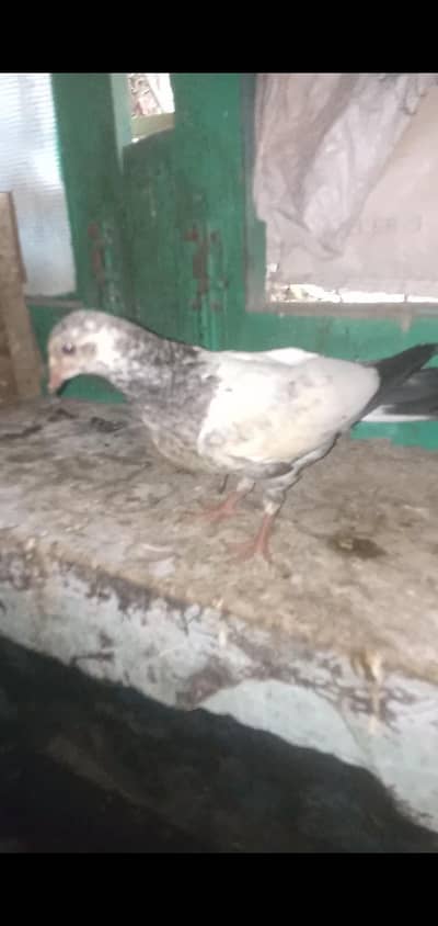 pigeon 4 sale