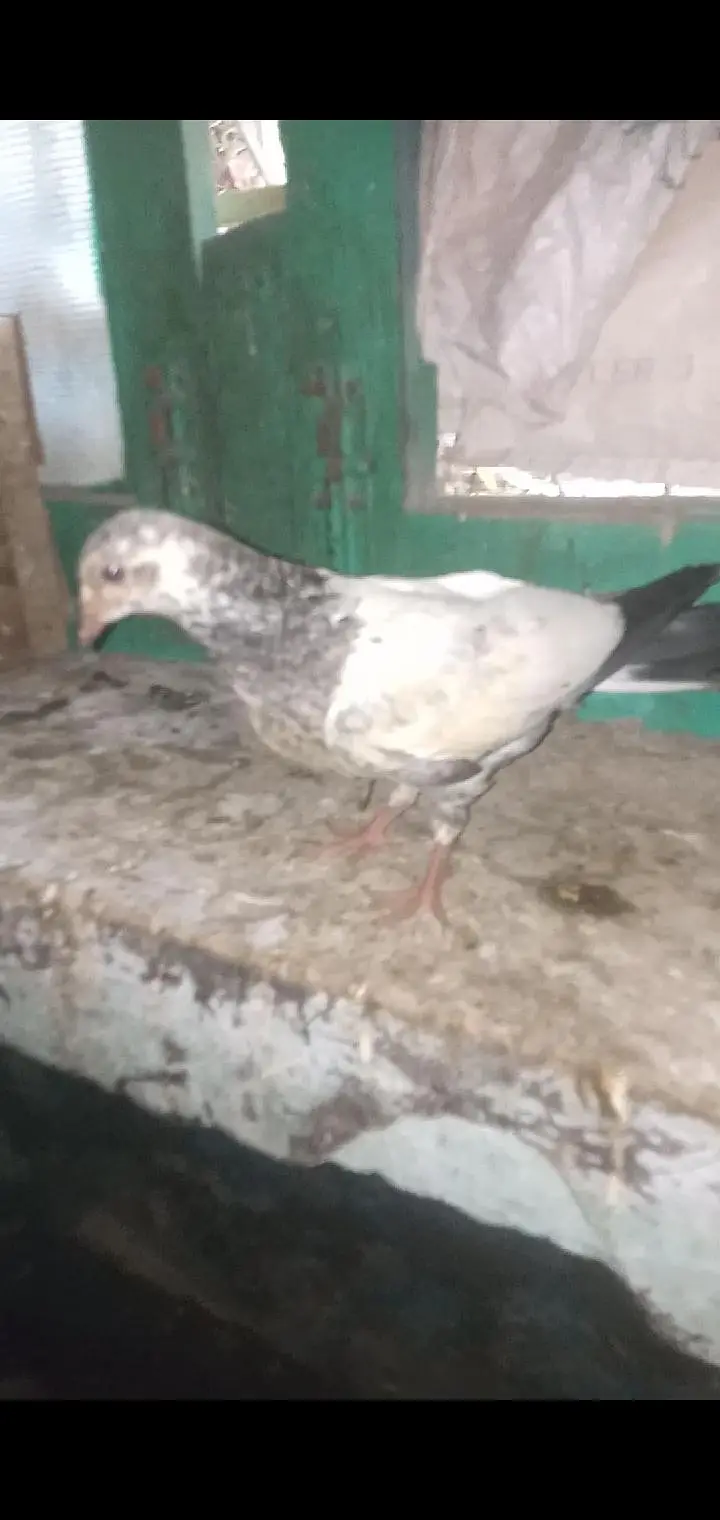 pigeon 4 sale — photo 6
