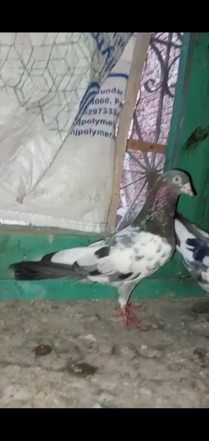 pigeon 4 sale — photo 7