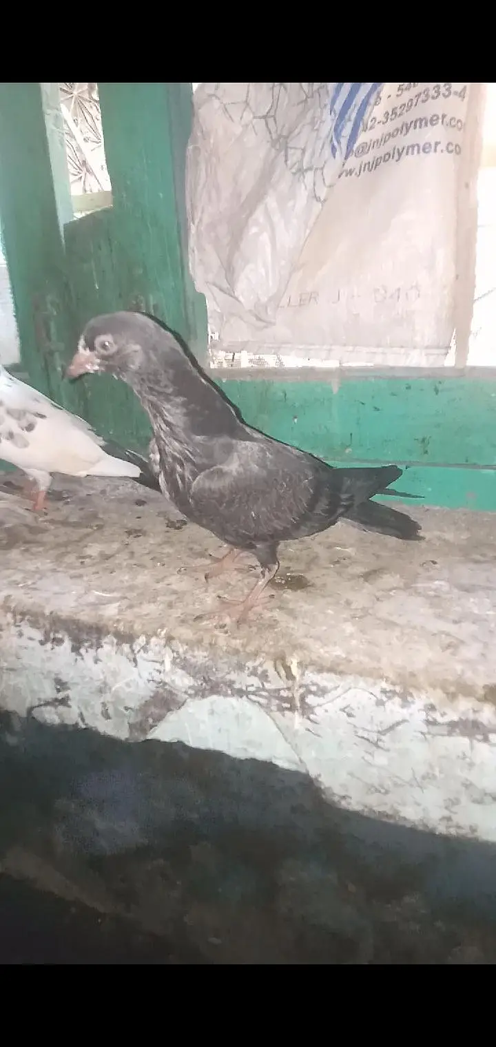pigeon 4 sale — photo 8