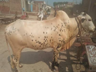A beautiful white beauty hali bull. #0346"8533123. "
