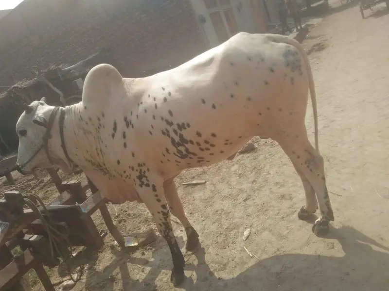 A beautiful white beauty hali bull. #0346"8533123. " — photo 2