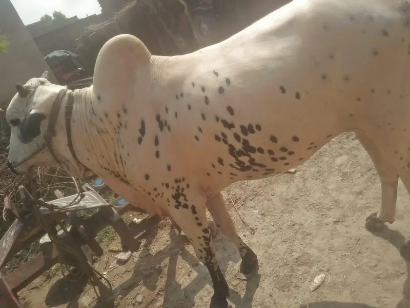 A beautiful white beauty hali bull. #0346"8533123. " — photo 3