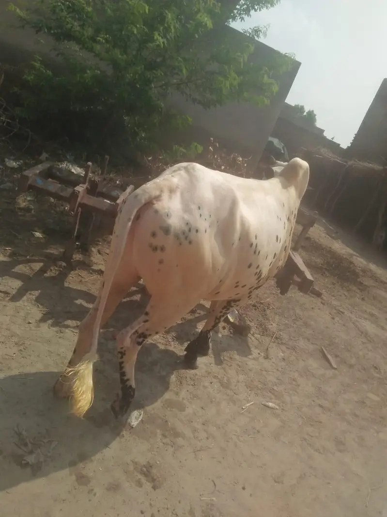 A beautiful white beauty hali bull. #0346"8533123. " — photo 4