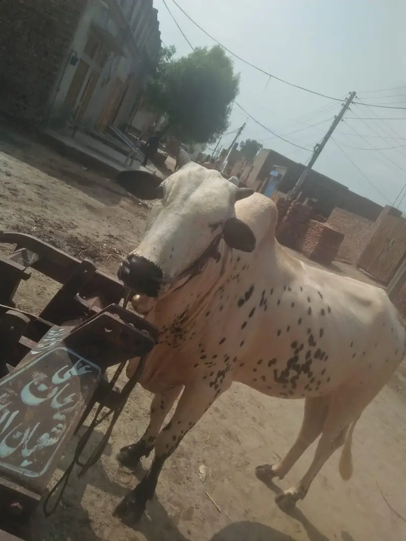 A beautiful white beauty hali bull. #0346"8533123. " — photo 5