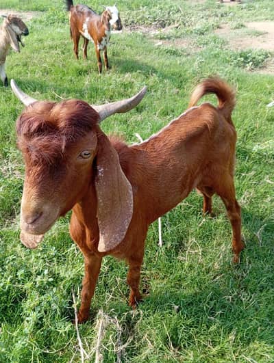 Humray pass qisam k bakray for sell available hai zinda 1350 pr kg znd