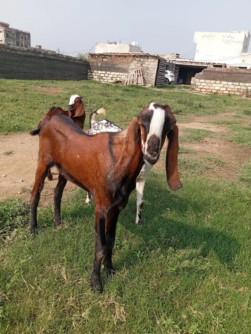 Bakray for sell available hai per kg 1350 zinda  03323236850 — photo 2