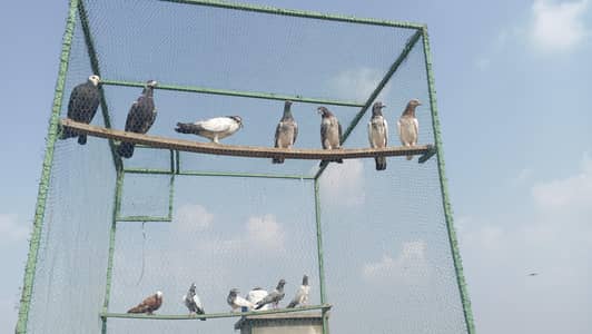 All type pigeons available