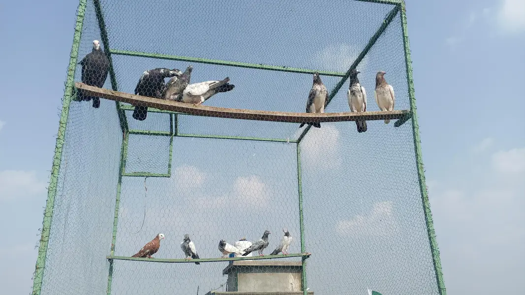 All type pigeons available — photo 2