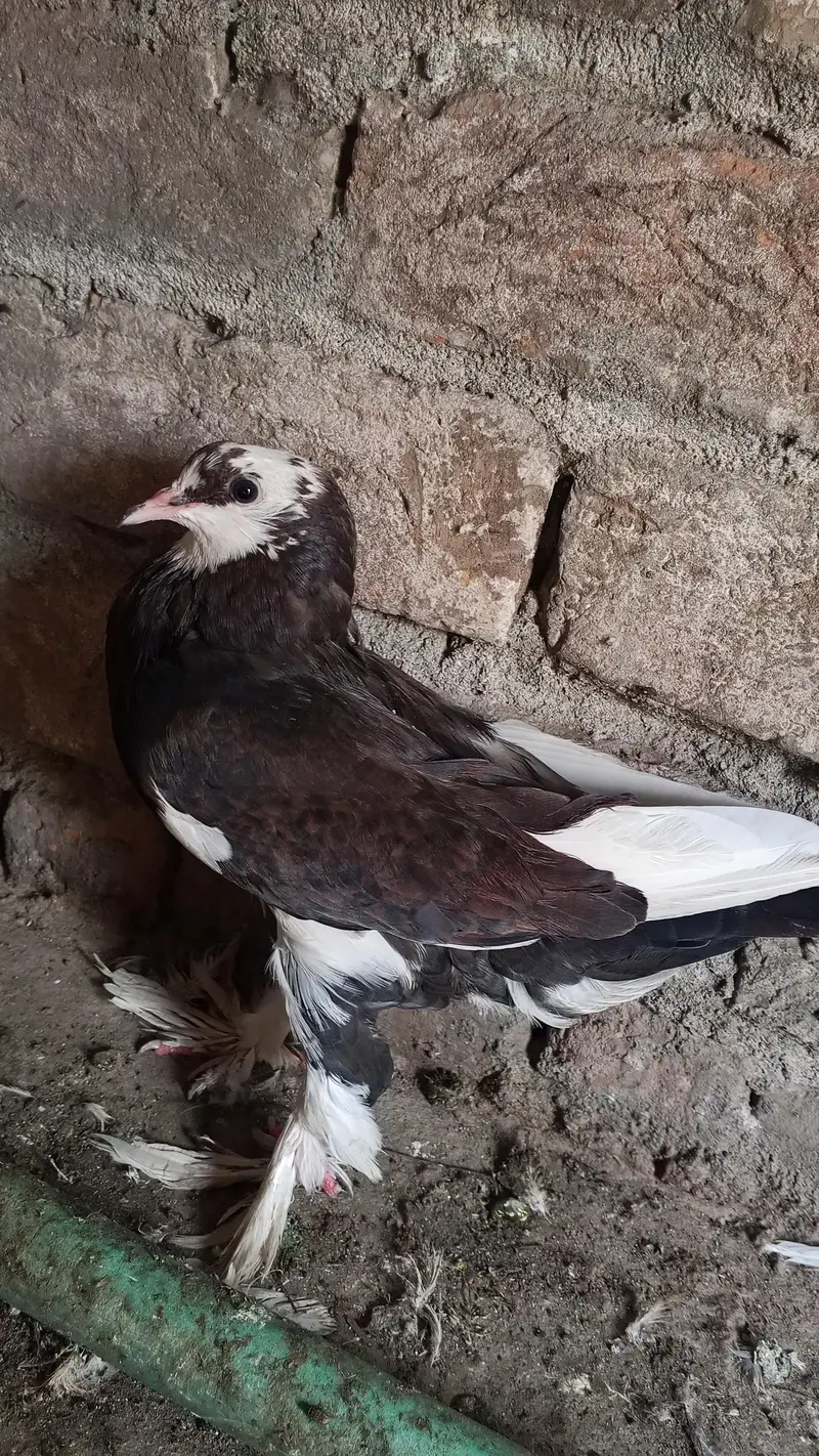 All type pigeons available — photo 3