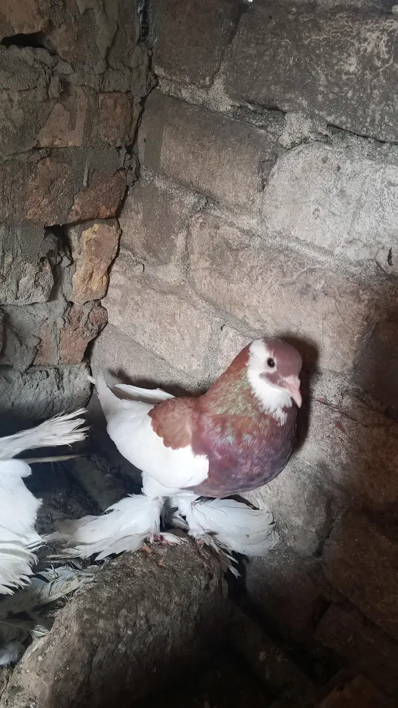 All type pigeons available — photo 4