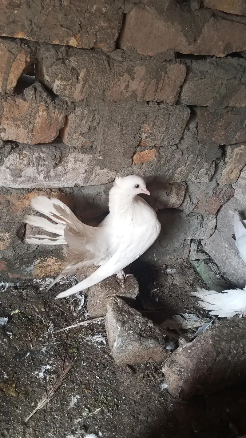 All type pigeons available — photo 5
