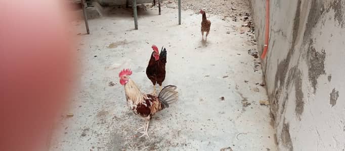 2 murgha 1 hen for sale