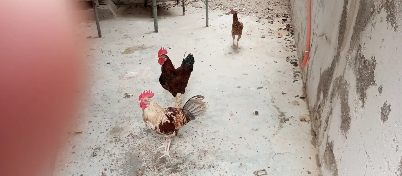 2 murgha 1 hen for sale — photo 2