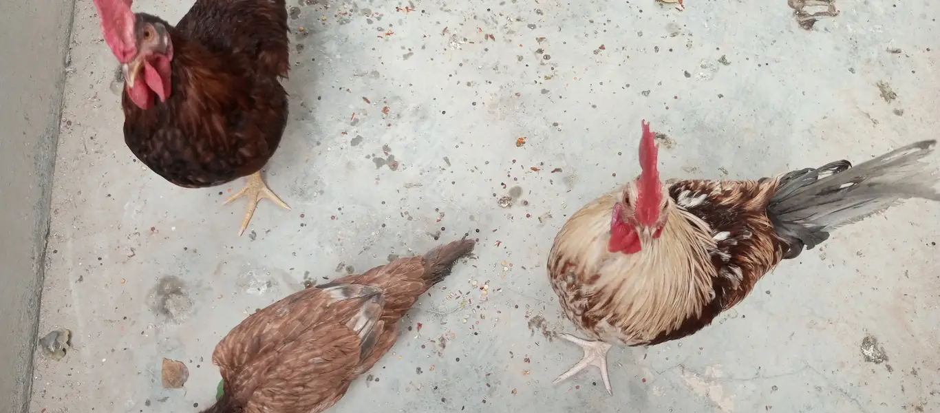 2 murgha 1 hen for sale — photo 3