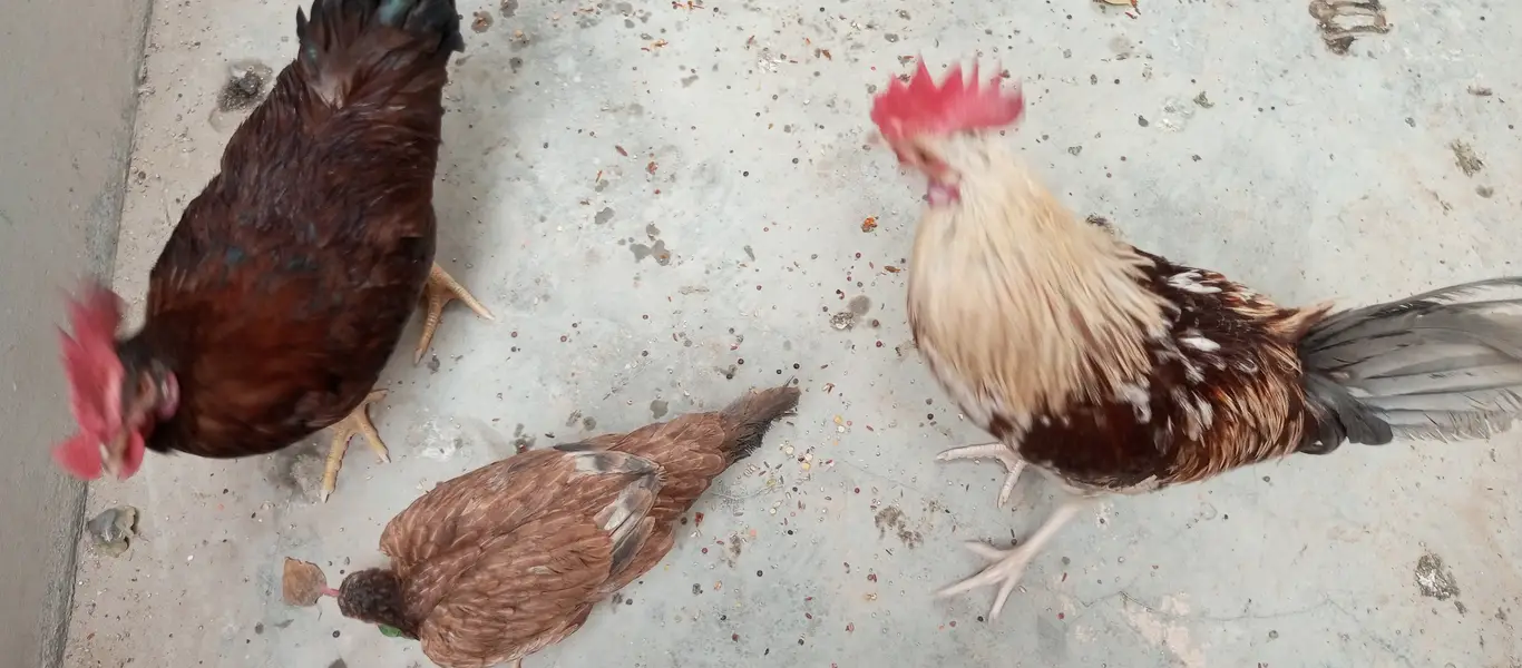 2 murgha 1 hen for sale — photo 4
