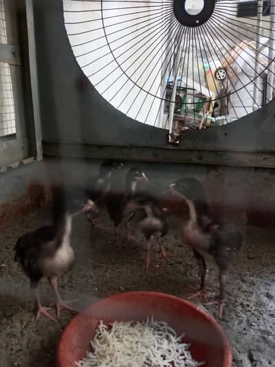 Pure Aseel Chicks for SaleHigh Quality Aseel Chicks Available