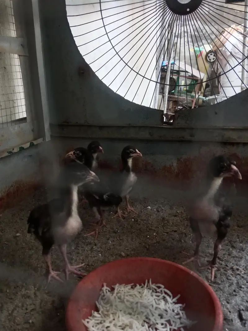 Pure Aseel Chicks for SaleHigh Quality Aseel Chicks Available — photo 2