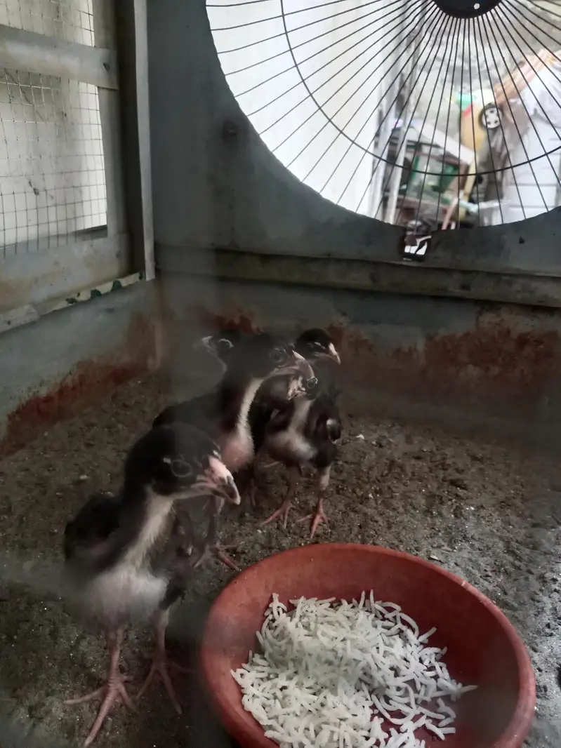 Pure Aseel Chicks for SaleHigh Quality Aseel Chicks Available — photo 3