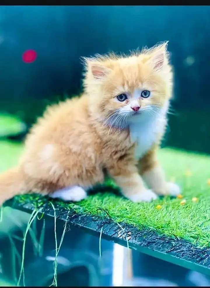 persian kitten /cute kitten | triple coated/ punch face_cute cat — photo 5