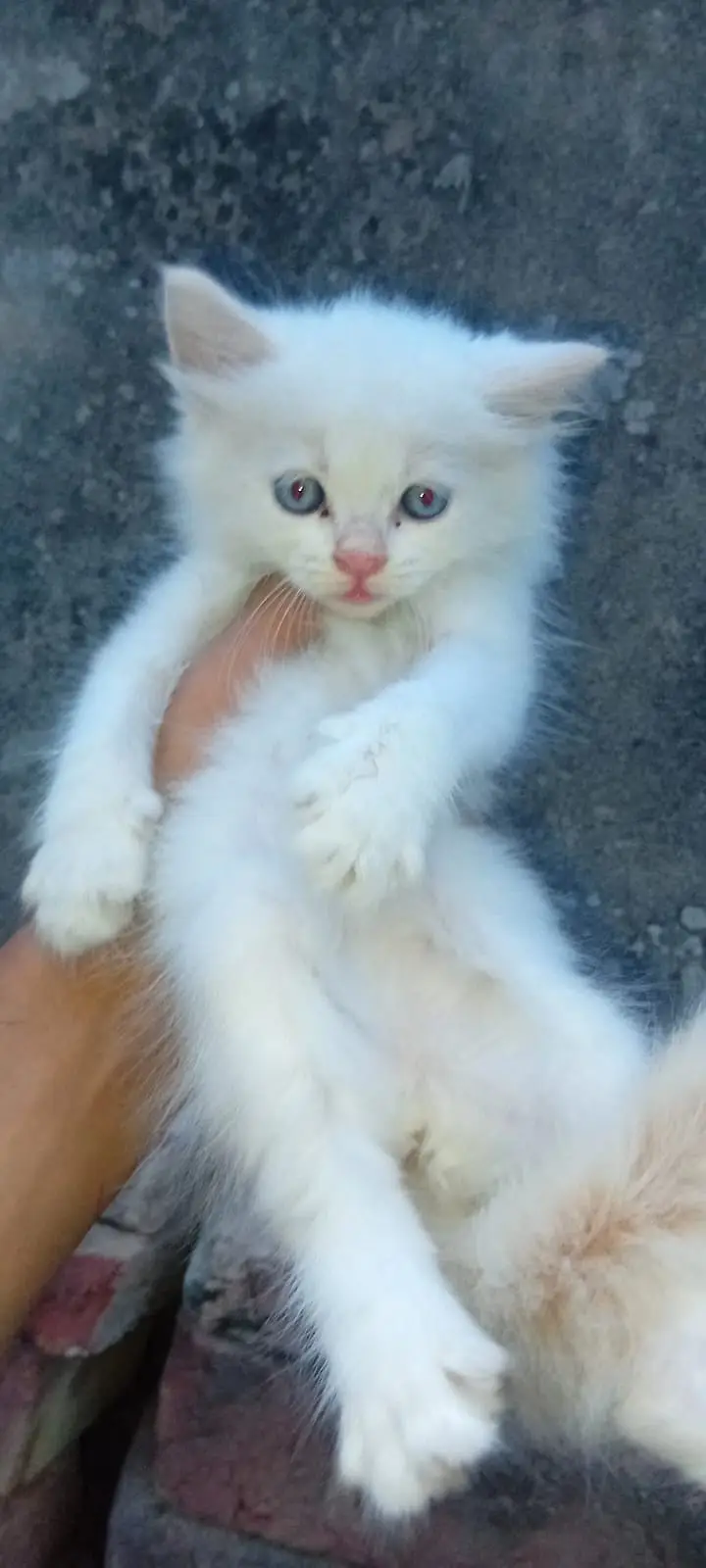 persian kitten /cute kitten | triple coated/ punch face_cute cat — photo 8