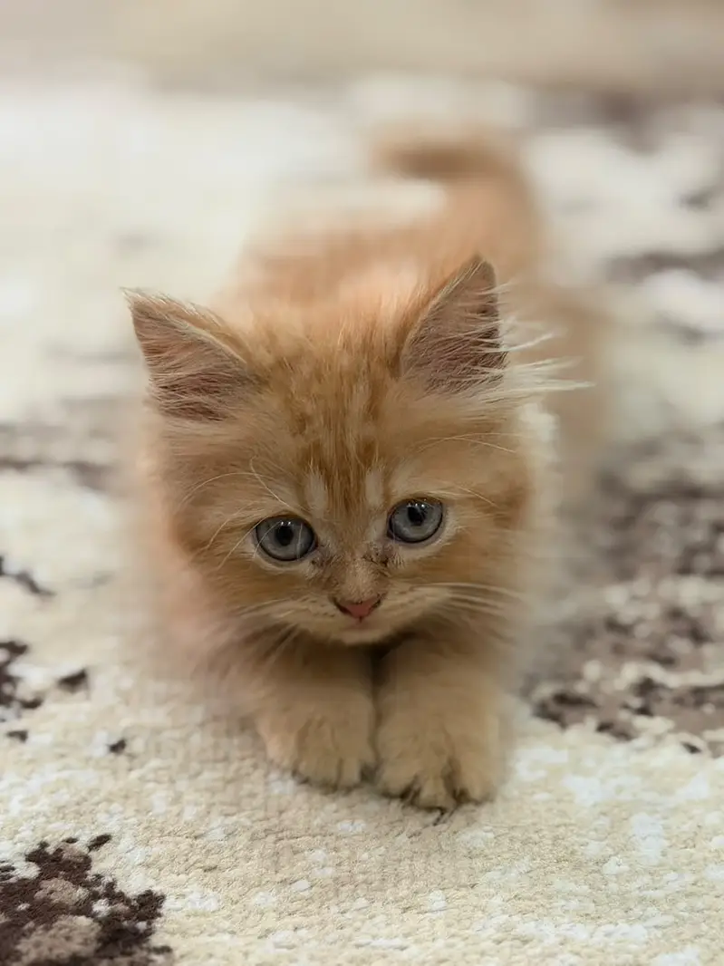 persian kitten /cute kitten | triple coated/ punch face_cute cat — photo 11