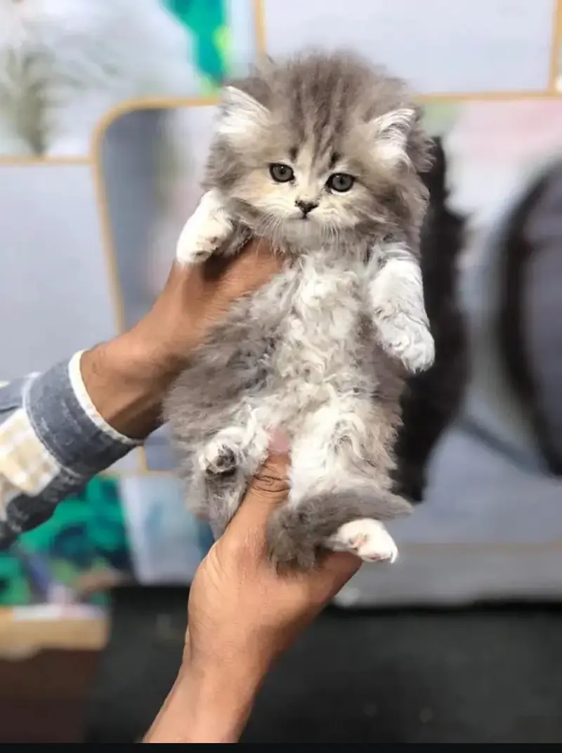 persian kitten /cute kitten | triple coated/ punch face_cute cat — photo 12