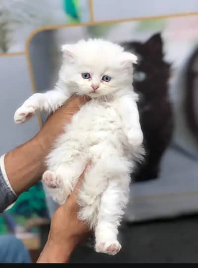 Pure persian kitten /cute kitten | triple coated/ punch face_fluffy