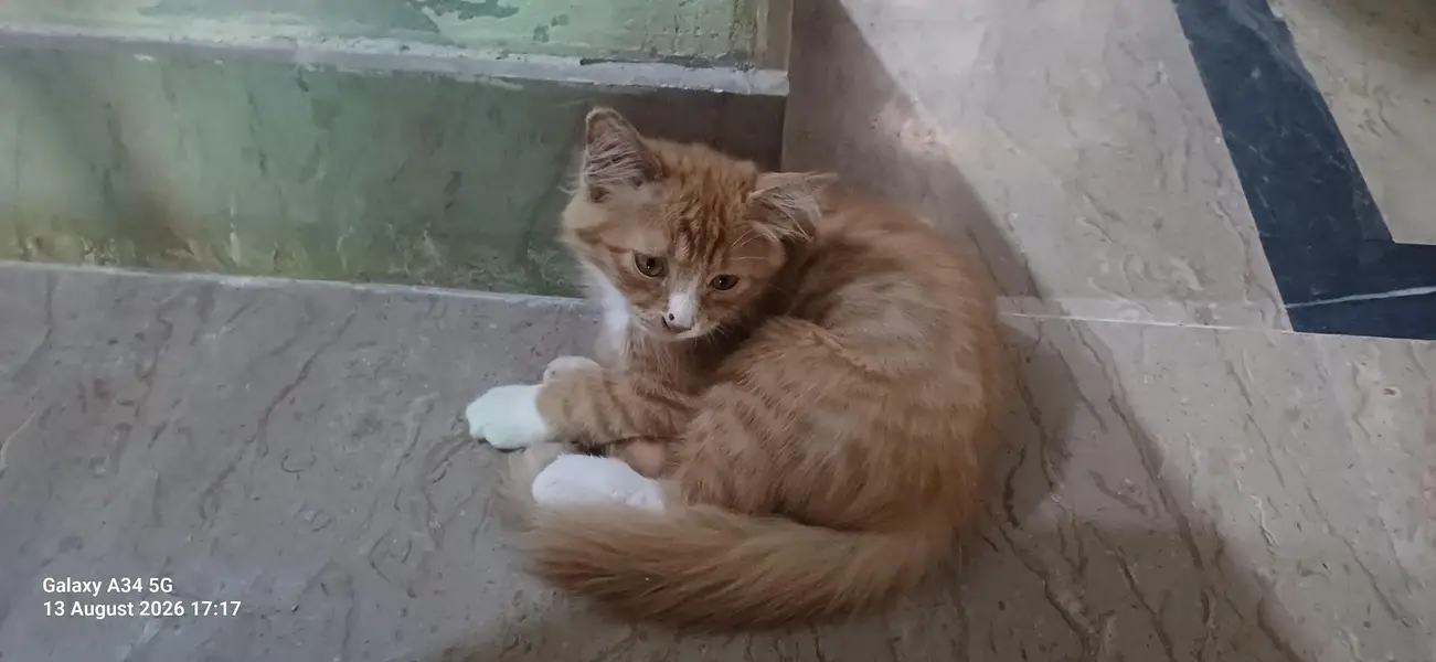 persian cat — photo 2