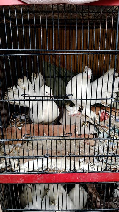 Indian Fantail Lucky Pigeon Breeder Pair for Sale