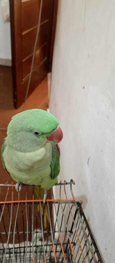 raw parrot 12 month age Bolta be h