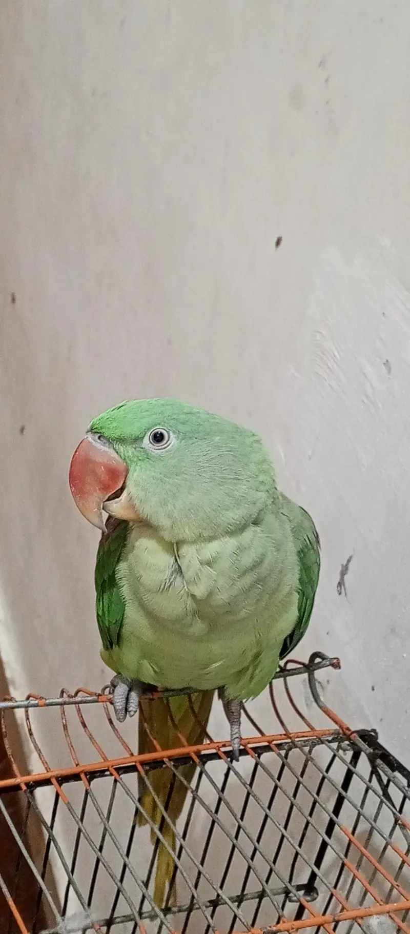 raw parrot 12 month age Bolta be h — photo 2