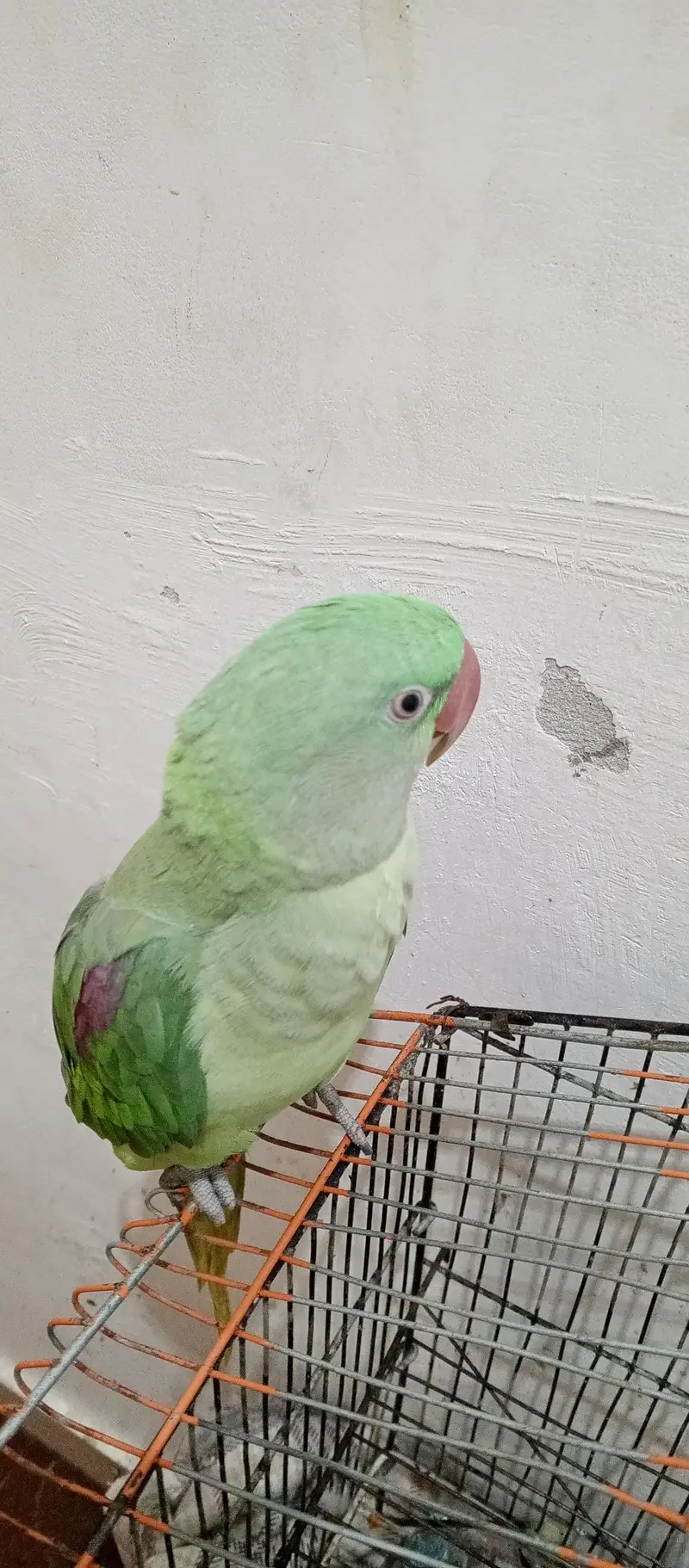 raw parrot 12 month age Bolta be h — photo 3