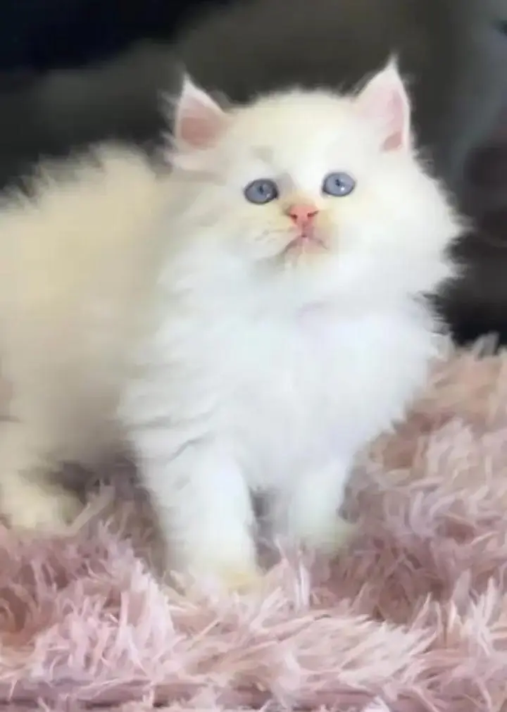 Persian cat for sale 2 month age available — photo 2
