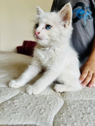 Persian cate blue eyes