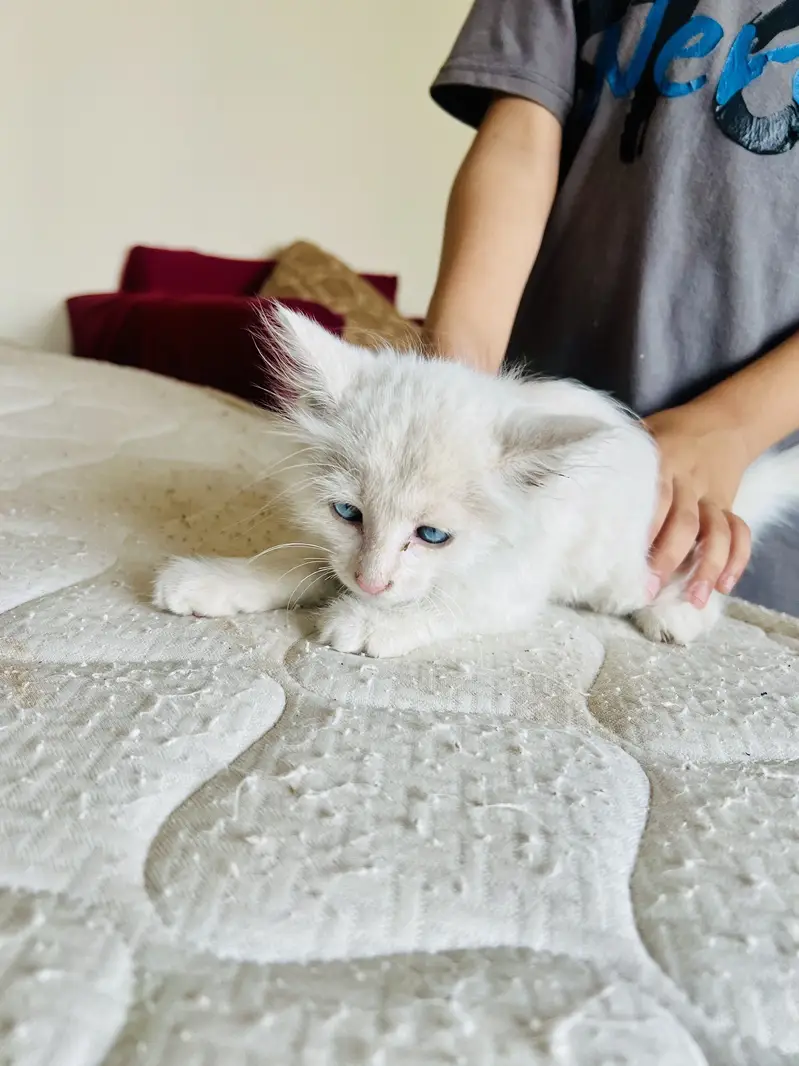 Persian cate blue eyes — photo 2