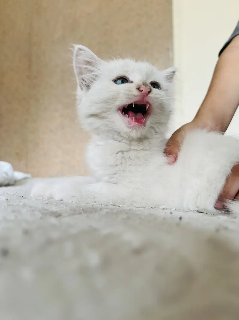 Persian cate blue eyes — photo 3