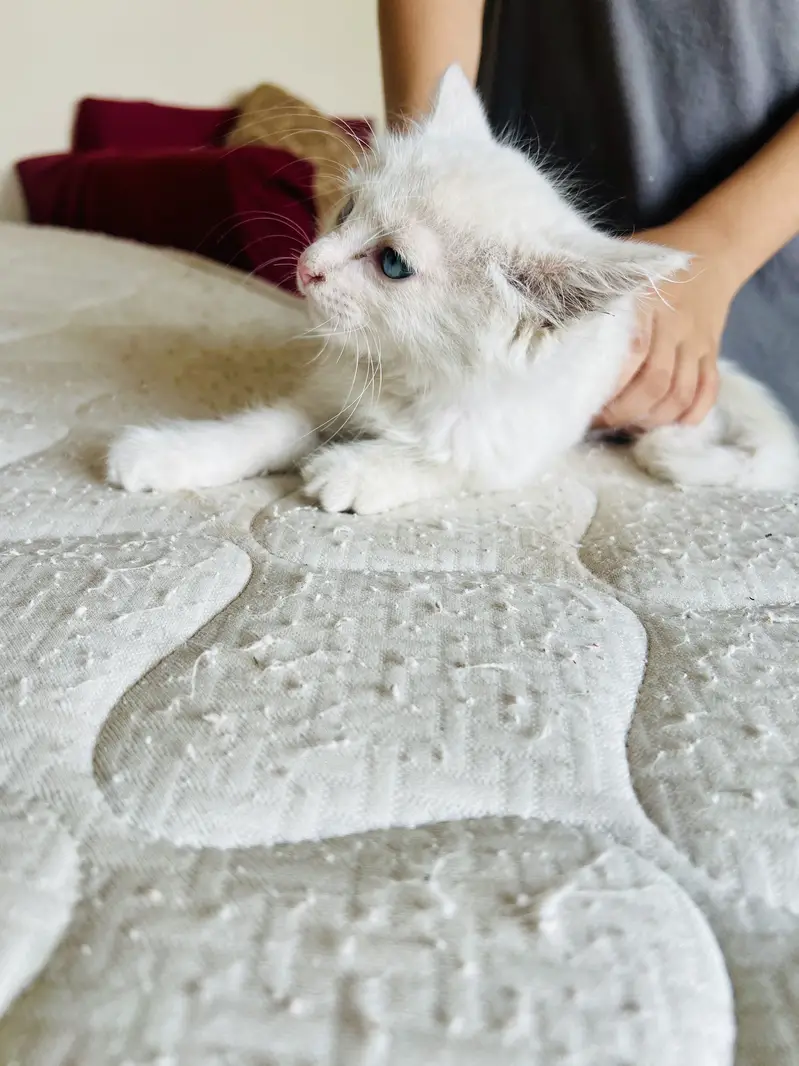 Persian cate blue eyes — photo 4