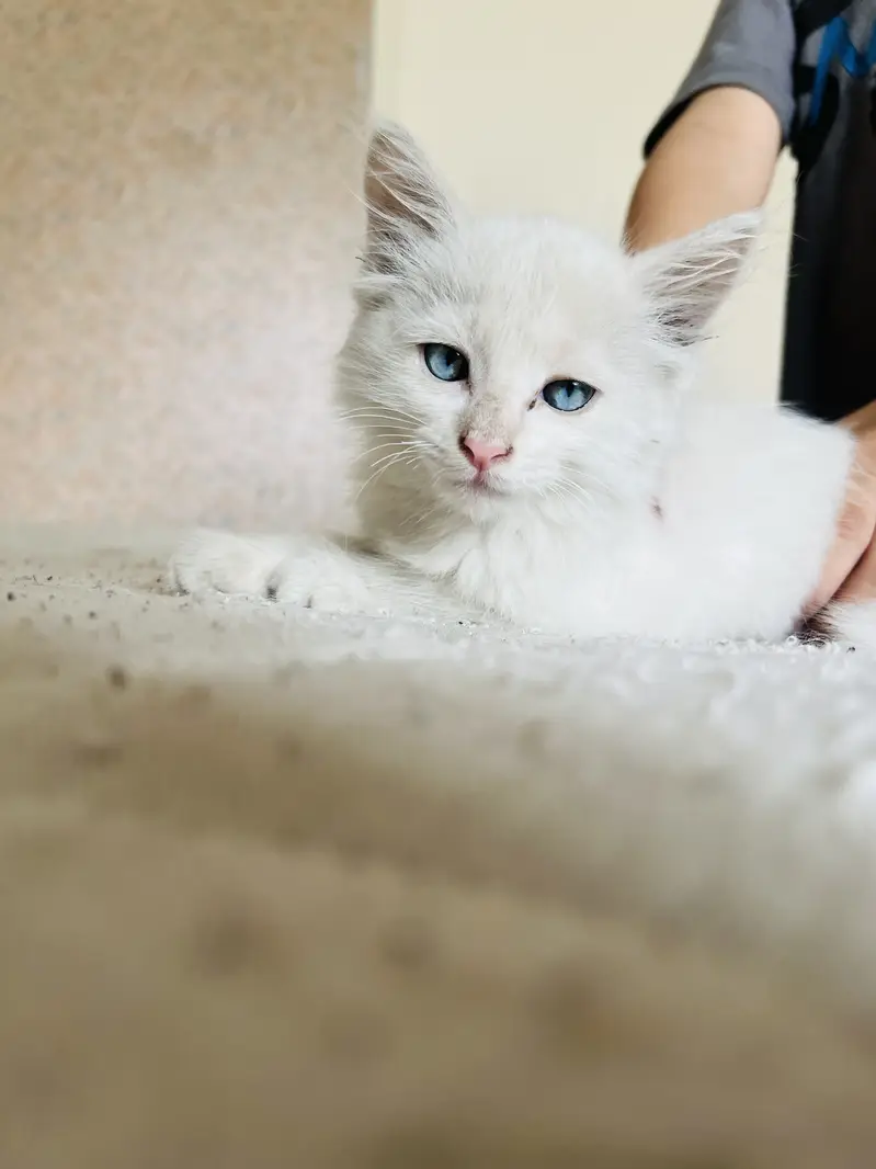 Persian cate blue eyes — photo 5