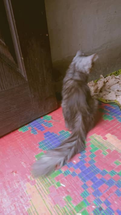 Persian kitten