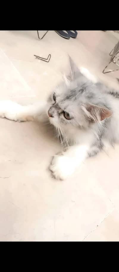 Persian cat