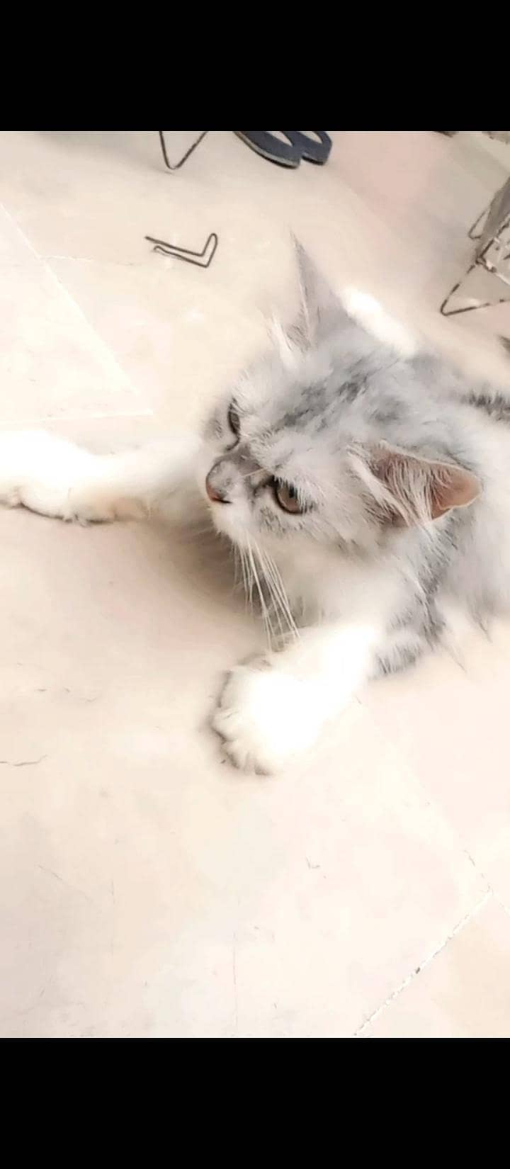 Persian cat 0