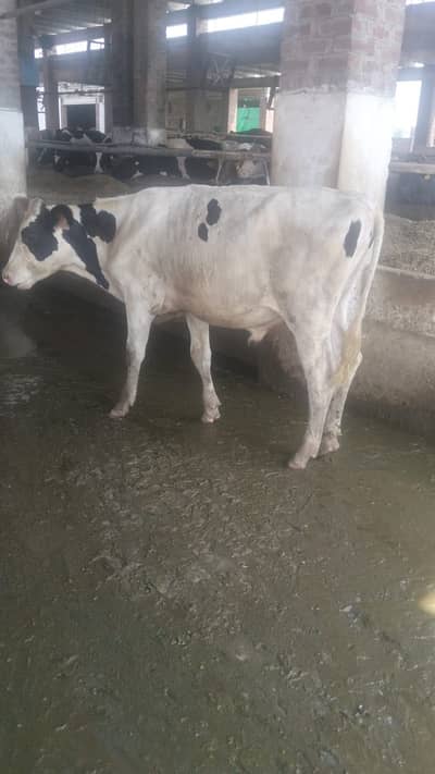 Pure Dutch HF pedigree male / Breeder bull
