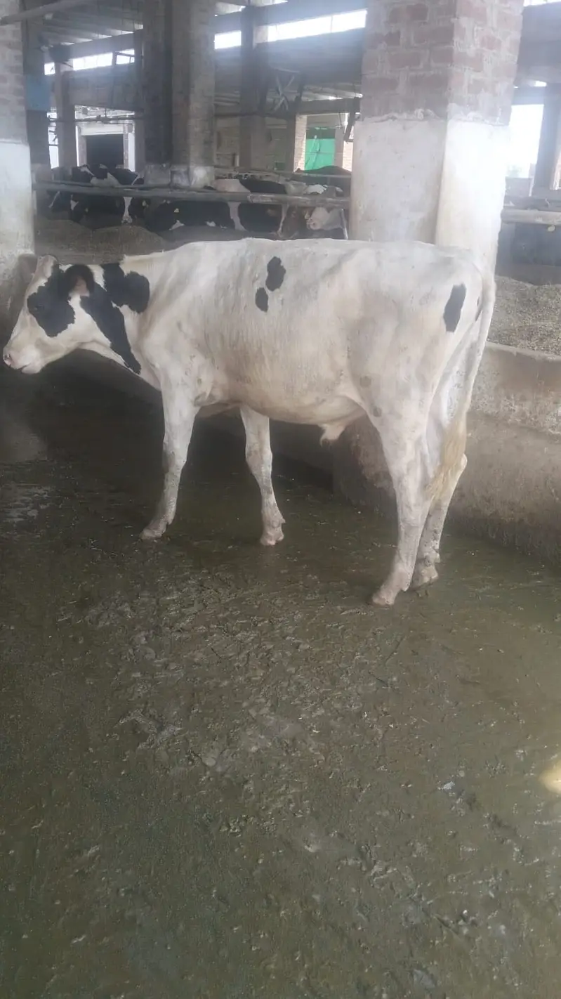 Pure Dutch HF pedigree male / Breeder bull