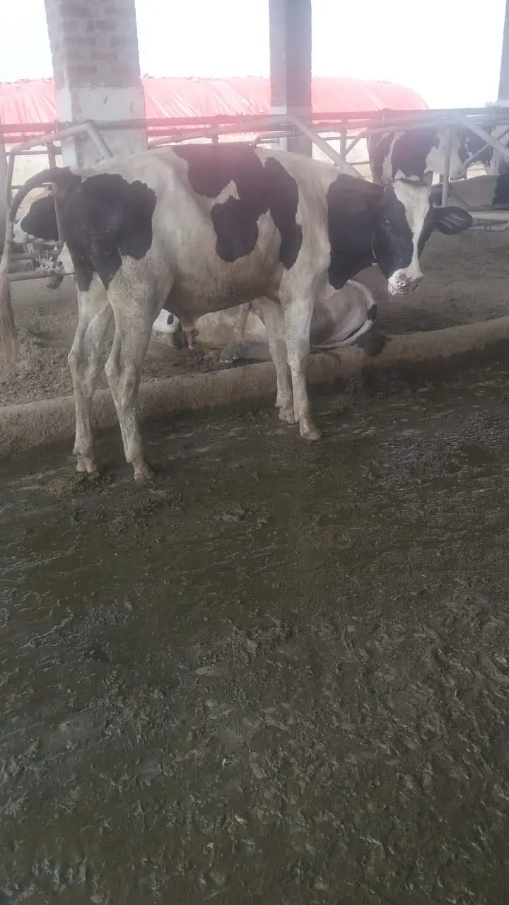 Pure Dutch HF pedigree male / Breeder bull — photo 2