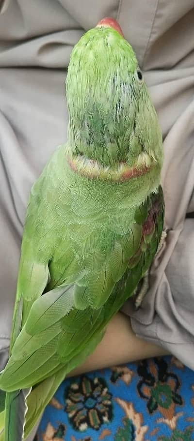 GREEN PARROT FOR SALE