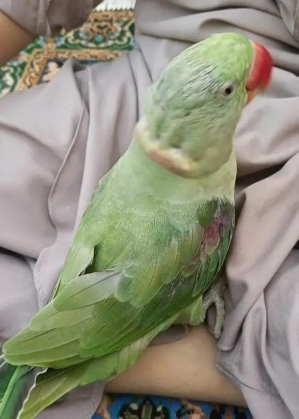 GREEN PARROT FOR SALE — photo 2