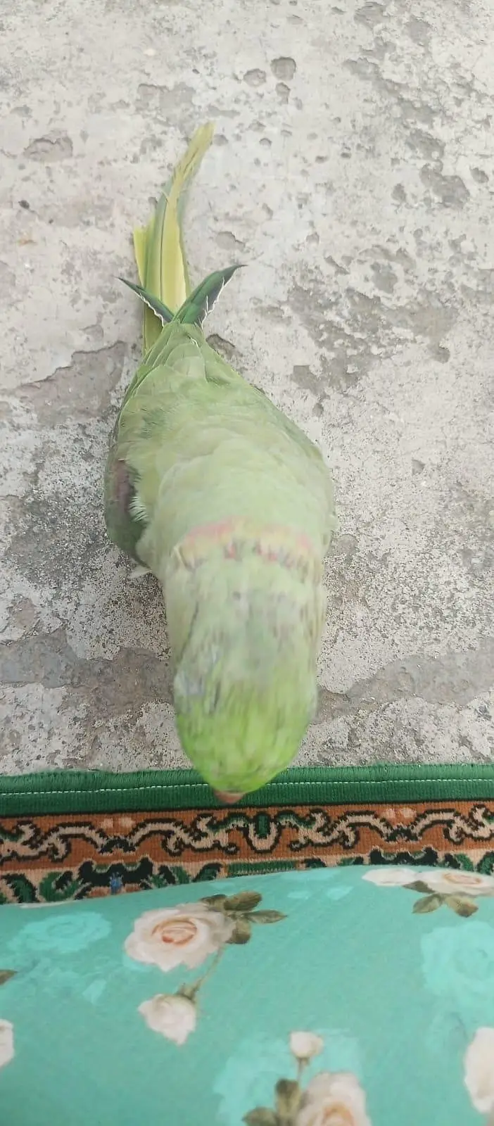 GREEN PARROT FOR SALE — photo 3